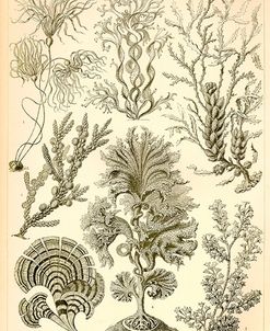 Fucoideae – Scheiben-Strahlinge – Heliodiscus