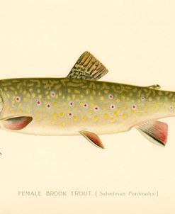 Female Brook Trout