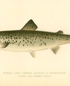 Female Land Locked Salmon