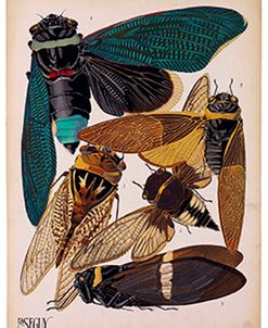 Insects, Plate 1 by E.A. Seguy