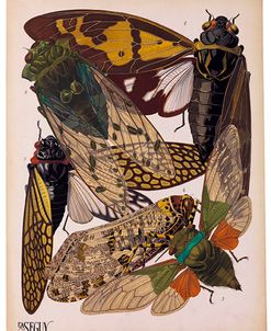 Insects, Plate 11 by E.A. Seguy