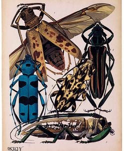 Insects, Plate 13 by E.A. Seguy