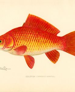 Goldfish