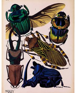 Insects, Plate 7 by E.A. Seguy