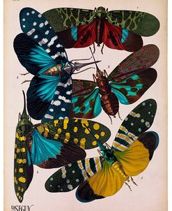 Insects, Plate 8 by E.A. Seguy