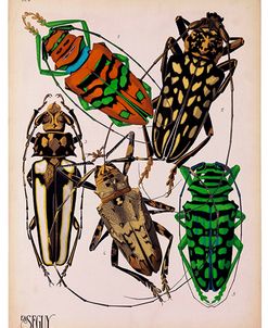 Insects, Plate 14 by E.A. Seguy