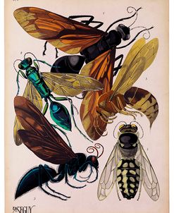 Insects, Plate 15 by E.A. Seguy