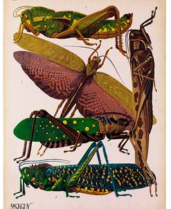 Insects, Plate 16 by E.A. Seguy