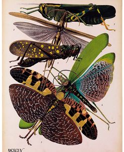Insects, Plate 2 by E.A. Seguy