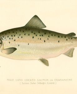 Male Land Locked Salmon