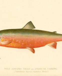 Male Sunapee Trout