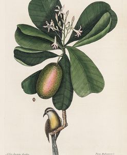 Mark Catesby, Naturalist, 1720’s