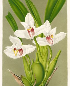 Maxillaria Orchid