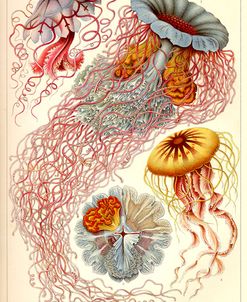 Jellyfish, Discomedusae