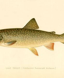 Lake Trout