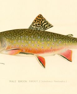 Male Brook Trout