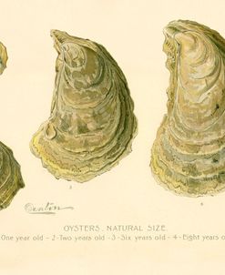 Oysters Natural Size