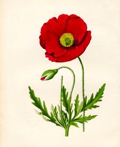 Papaver Rhoeas, Red Poppy