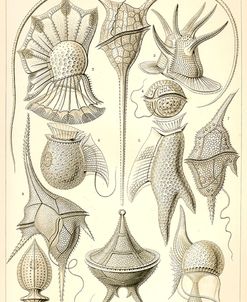 Peridinea – Scheiben-Strahlinge – Heliodiscus