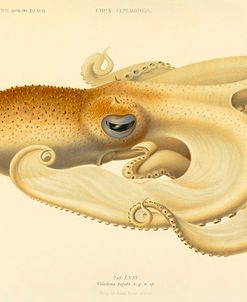 Octopus – Die Cephalopod – 1915 – Plate 75