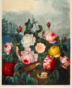 Roses by Thornton