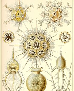 Phaeodaria Radiolaria