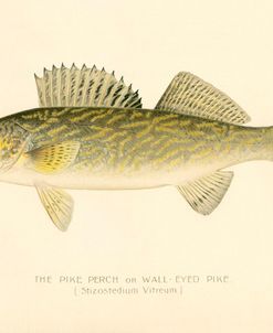 Pike Perch