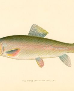 Red Horse Fish