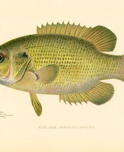 Rock Bass