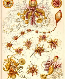 Siphonophorae – Scheiben-Strahlinge – Heliodiscus