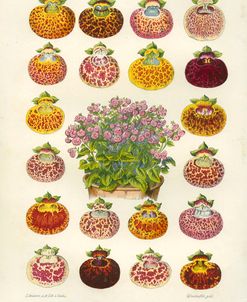 Slipper Flower Varieties