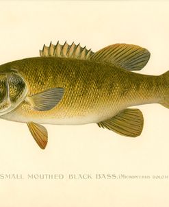 Small Mouthed Black Bass