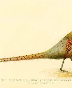 The Mongolian or Ring-Necked Pheasant