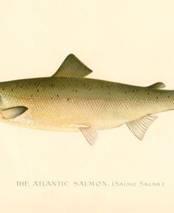 The Atlantic Salmon