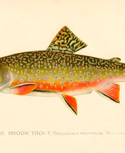 The Brook Trout