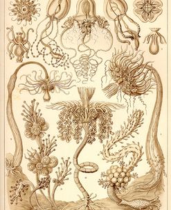 Tubulariae – Scheiben-Strahlinge – Heliodiscus