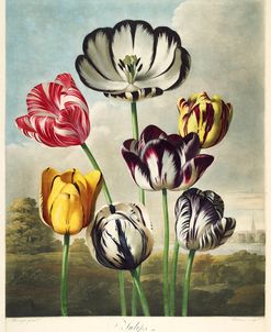 Tulips from the The Temple of Flora