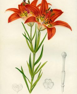 Western Red Lily