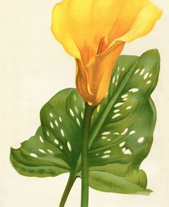 Yellow Canna Lily