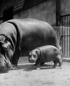 Adult and Baby Hippopotamus