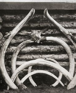 Ancient Bones of Mastodons