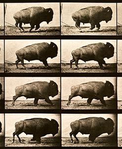Buffalo Running, Animal Locomotion Plate 700