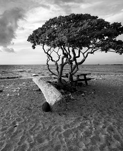 Hawaiian Tree