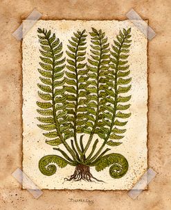 Fern 2