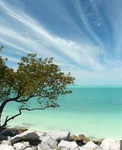 Key West Tree 1