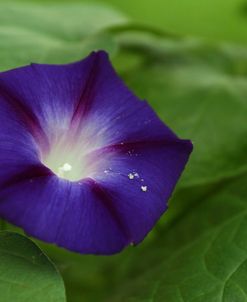 Morning Glory 1