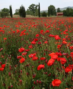 Tuscan Poppies 1