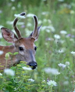 Young Buck