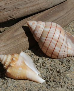 Two Shells Driftwood