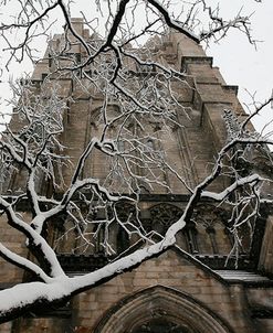 Branch Snow Cathedral 9688